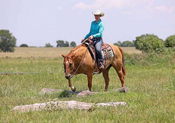 beginner-quarter-horse