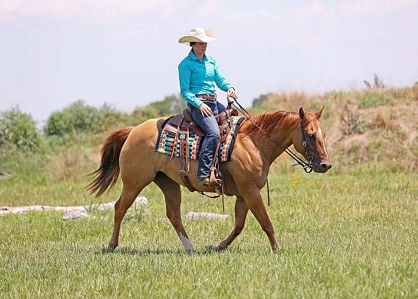 husband-safe-quarter-horse