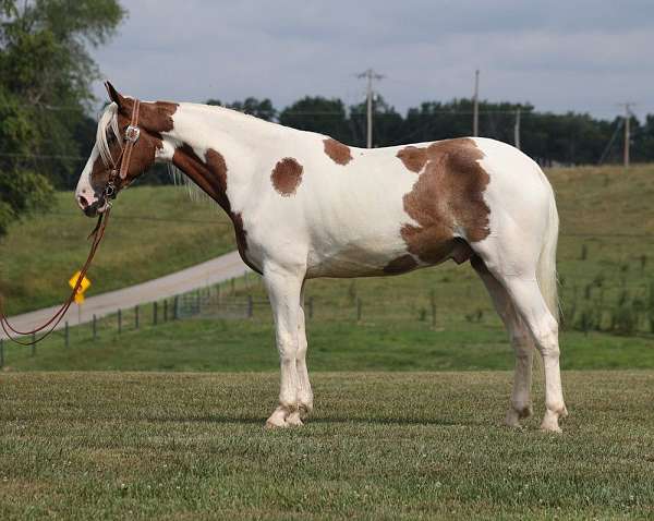 quarter-horse