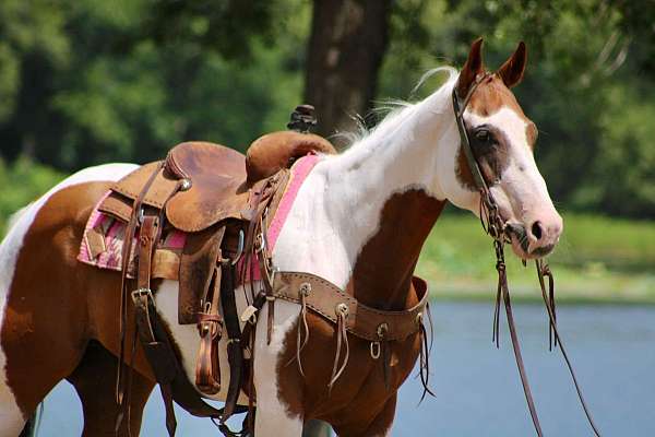 ranch-work-quarter-horse