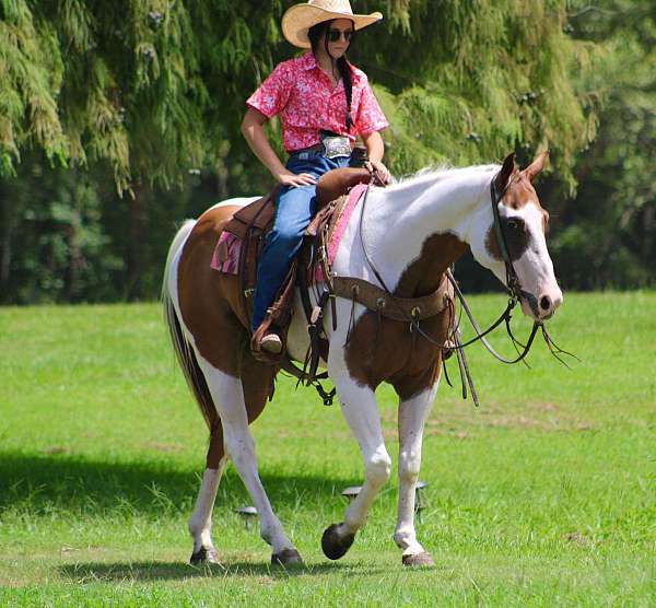 paint-quarter-horse