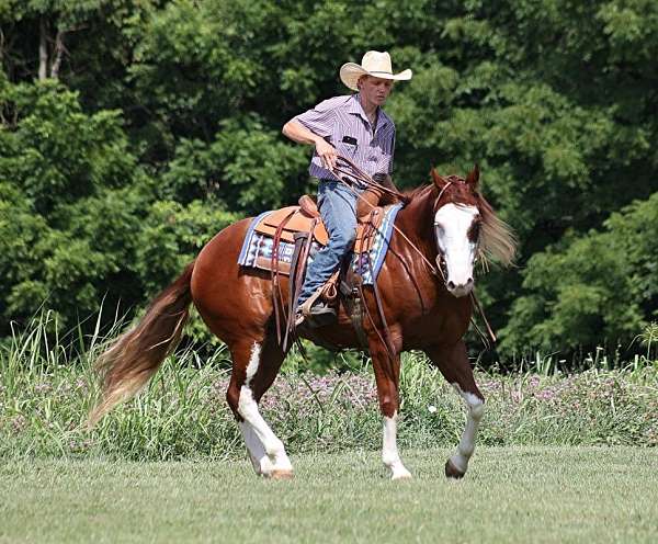 quarter-horse