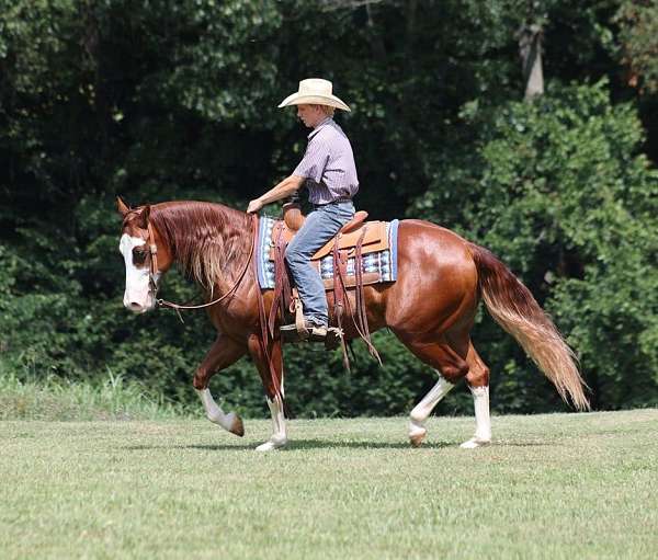 family-horse-quarter