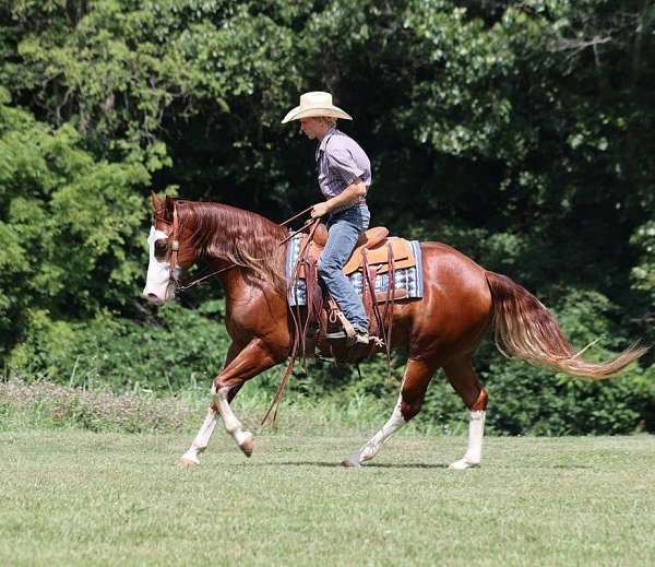 trail-quarter-horse