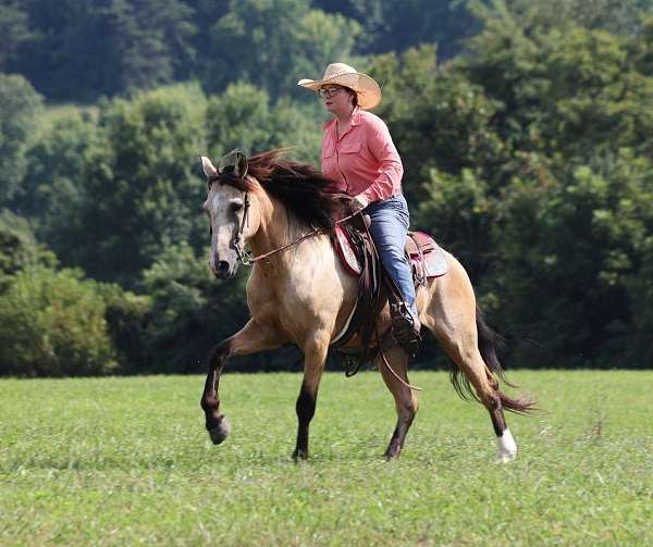 palomino-blaze-horse