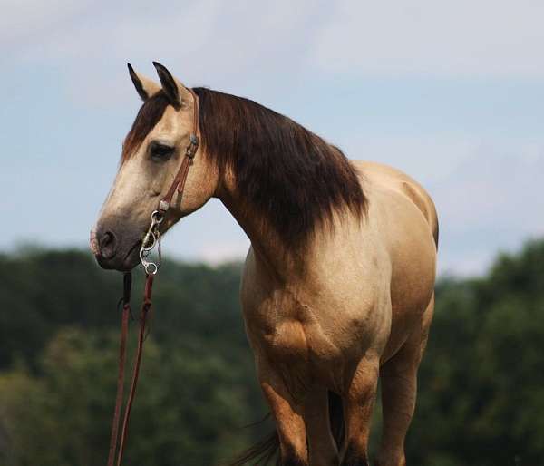 palomino-tobiano-horse