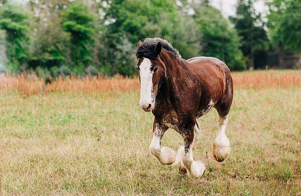 clydesdale-mare