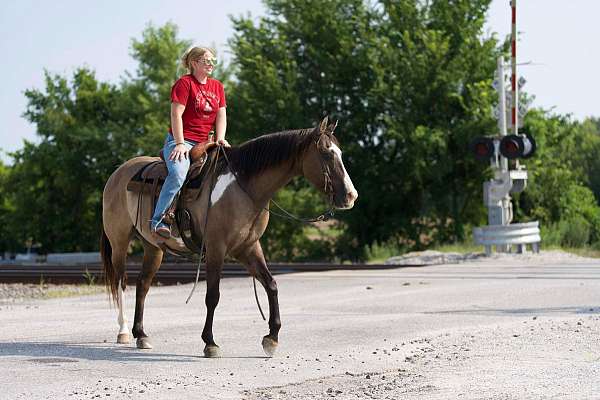 family-horse-quarter