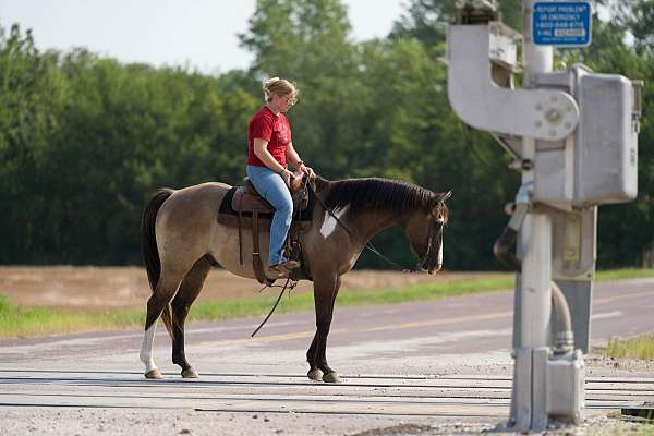 trail-quarter-horse