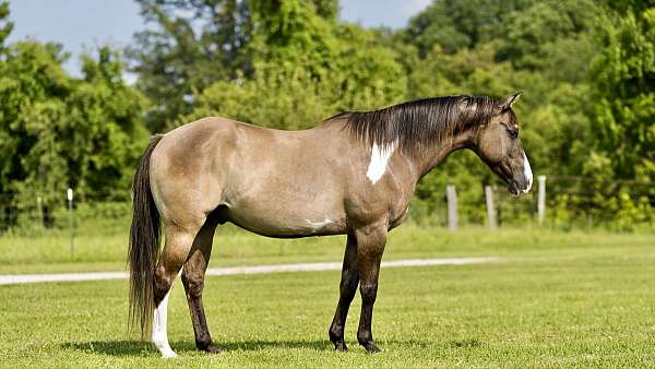 athletic-quarter-horse