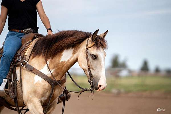 kid-safe-quarter-pony