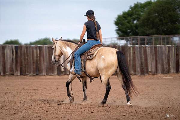 parade-quarter-pony