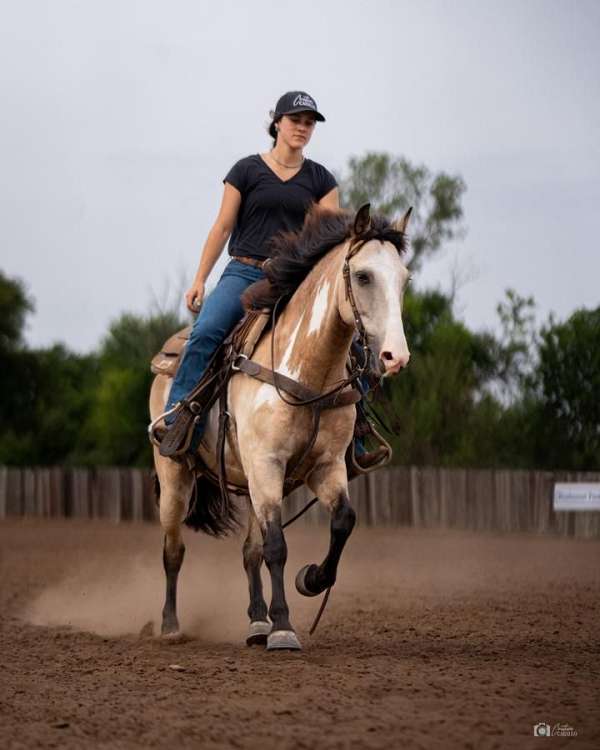 ranch-quarter-pony