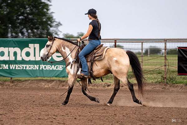 ranch-versatility-quarter-pony