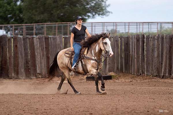 ranch-work-quarter-pony