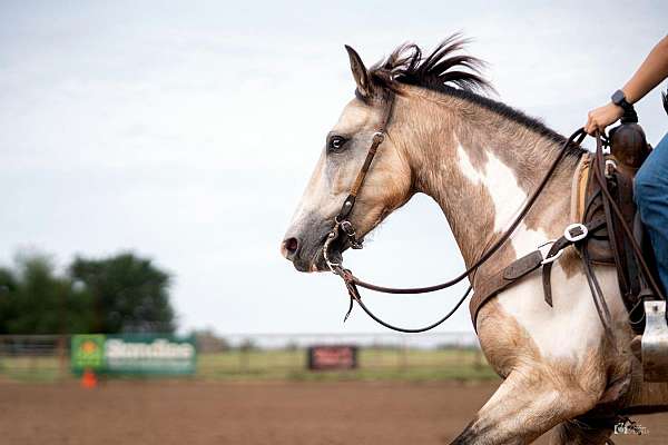 reining-quarter-pony