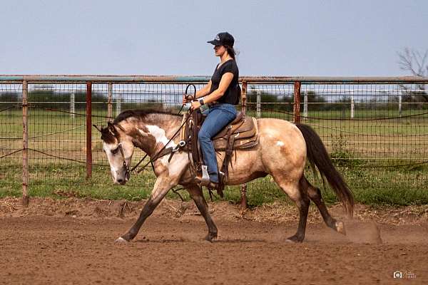 roping-quarter-pony