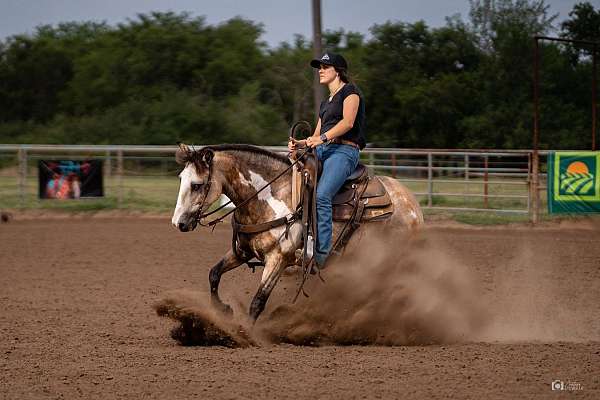 show-quarter-pony