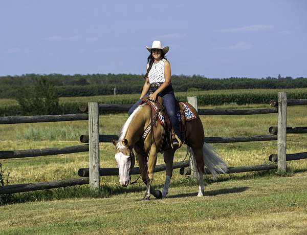 performance-quarter-horse