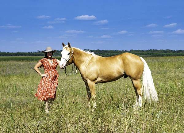 ranch-quarter-horse