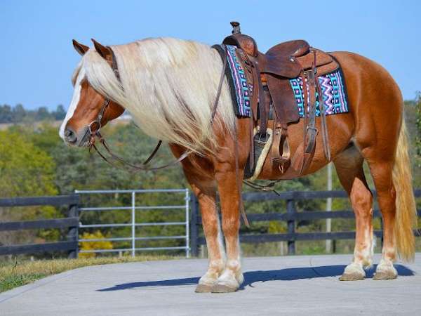 athletic-haflinger-horse