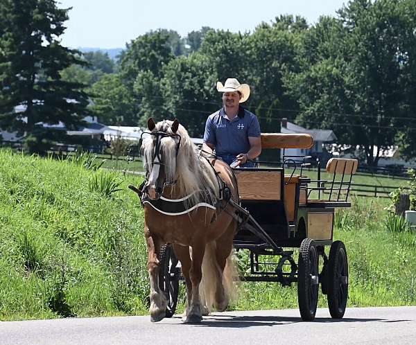 driving-haflinger-horse