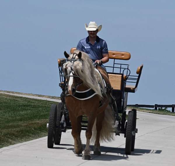 flashy-haflinger-horse