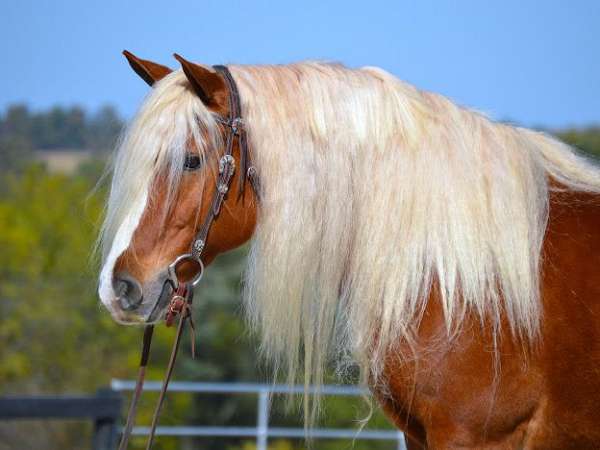 husband-safe-haflinger-horse