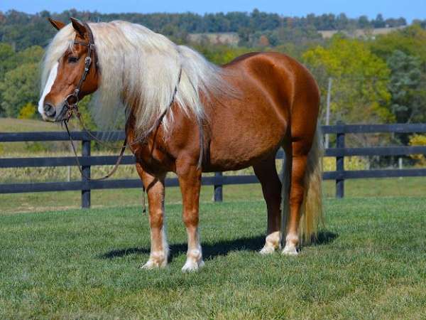 kid-safe-haflinger-horse