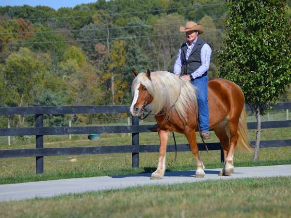 parade-haflinger-horse