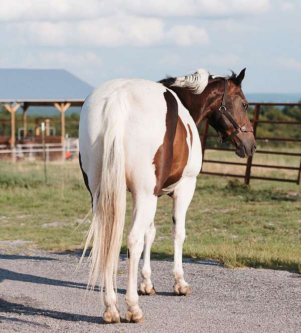 western-riding-paint-horse