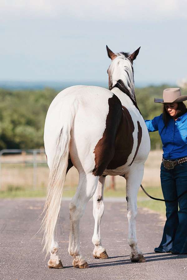 working-cattle-paint-horse