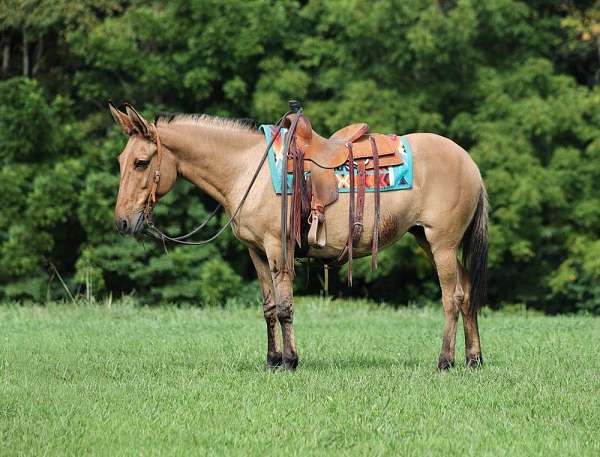 beginner-safe-friesian-horse