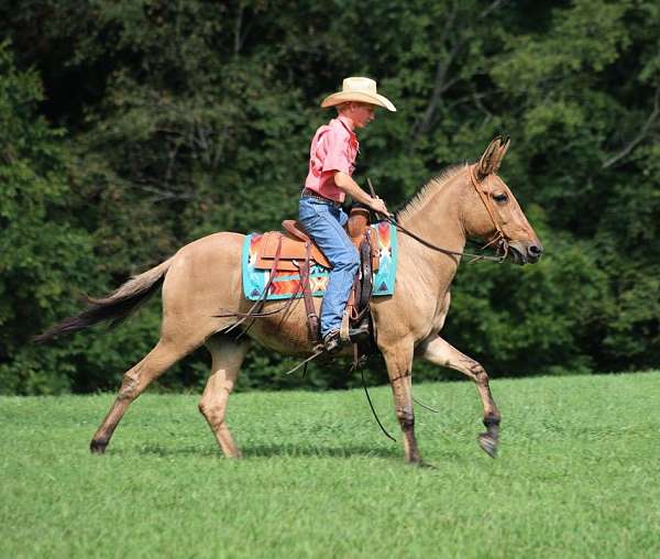 family-horse-friesian