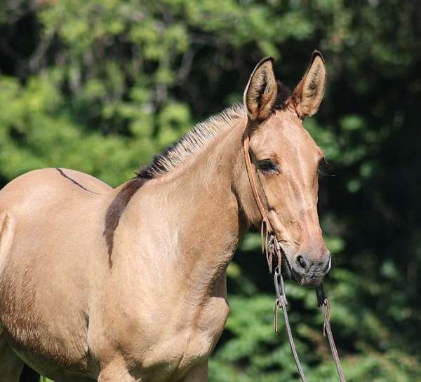 quarter-horse-friesian