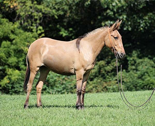 ranch-work-friesian-horse