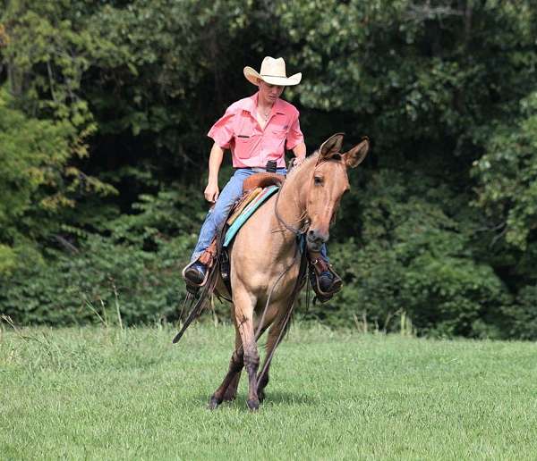 trail-friesian-horse