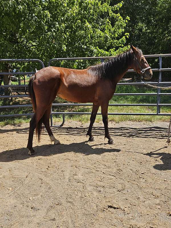 13-hand-missouri-fox-trotter-filly