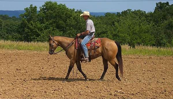 athletic-quarter-horse