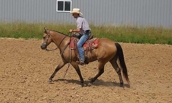 flashy-quarter-horse