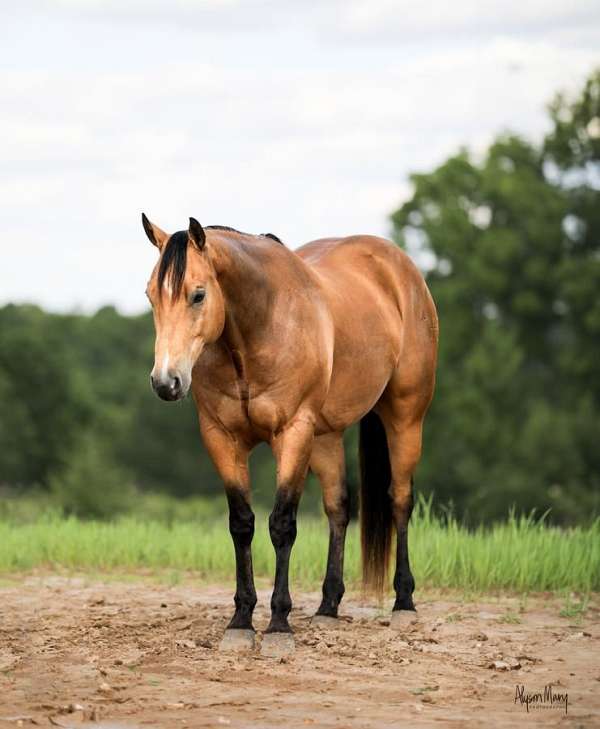 husband-safe-quarter-horse