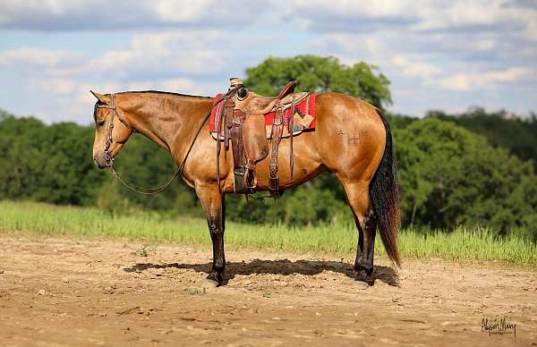 ranch-quarter-horse