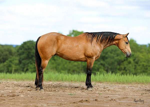 ranch-versatility-quarter-horse