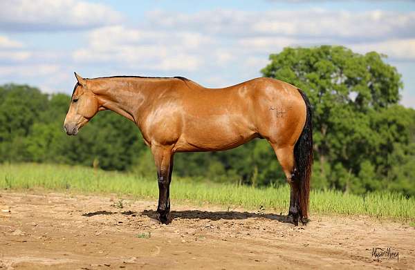 ranch-work-quarter-horse