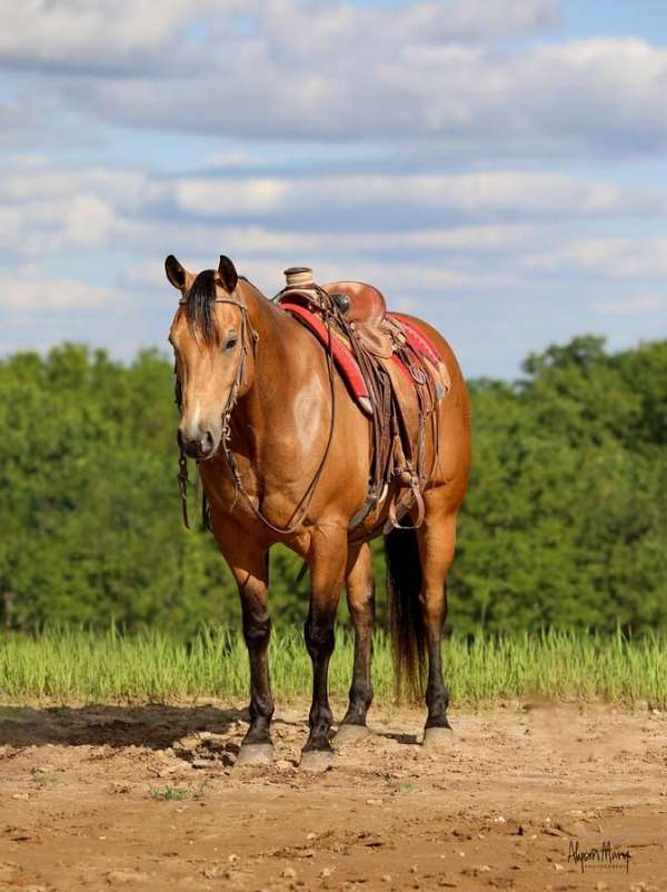 rodeo-quarter-horse