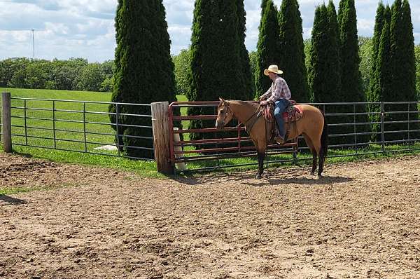 show-quarter-horse