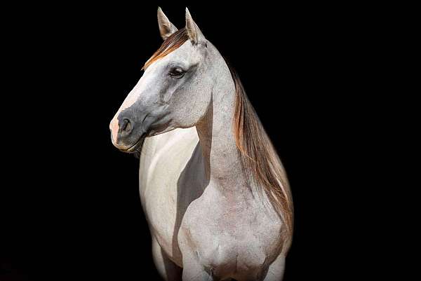 grey-none-horse