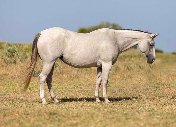 ranch-work-quarter-horse