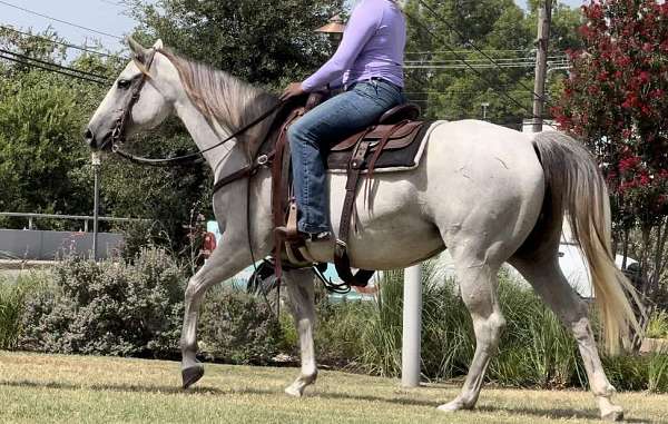 beginner-safe-quarter-horse