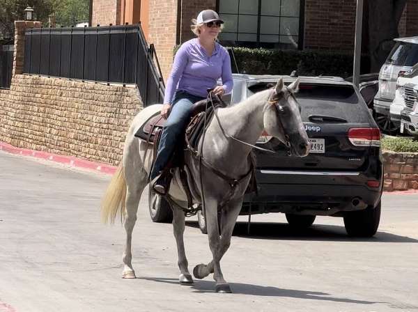 trail-quarter-horse